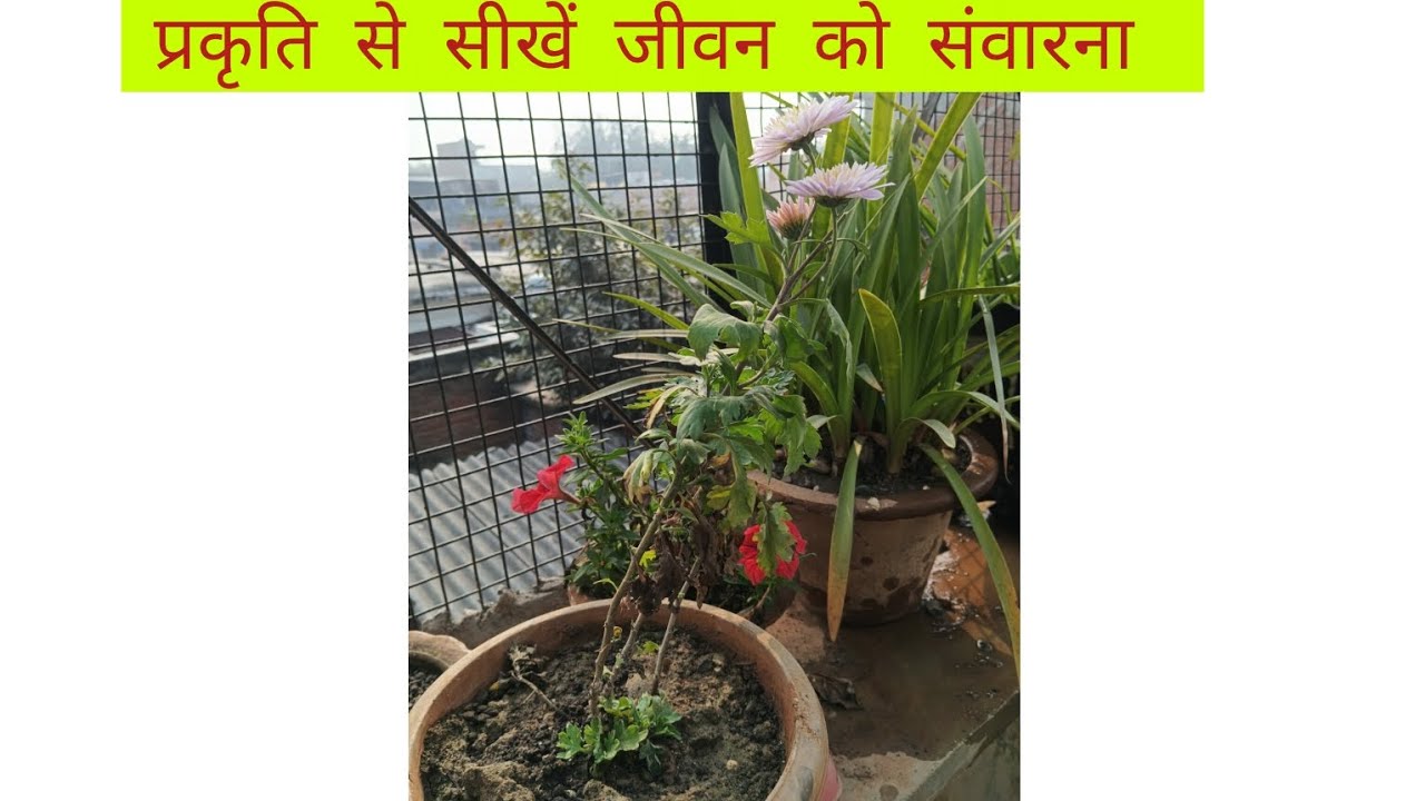 बालक की प्रथम शिक्षक है प्रकृति/देखें यह वीडियो और मन को भर ले नई ऊर्जा से#motivationalvideo#short 