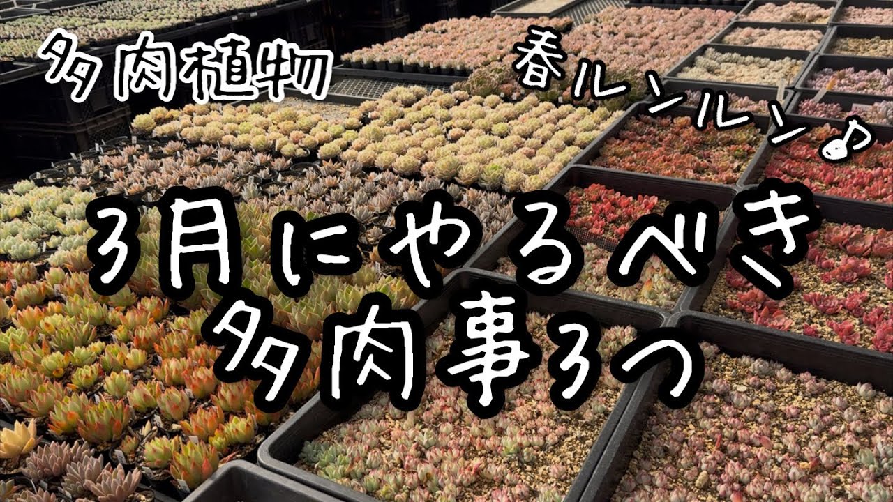 【多肉植物】3月にやるべき多肉のお世話3つ