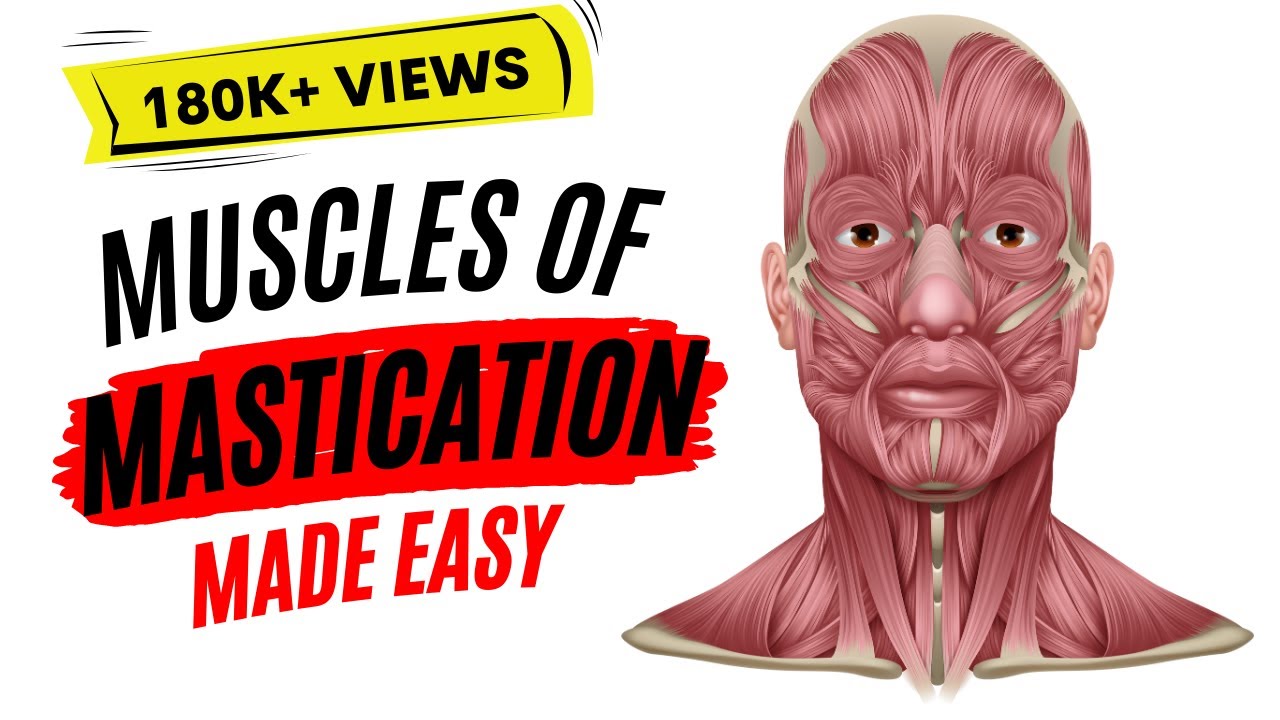 Muscles of mastication made easy!