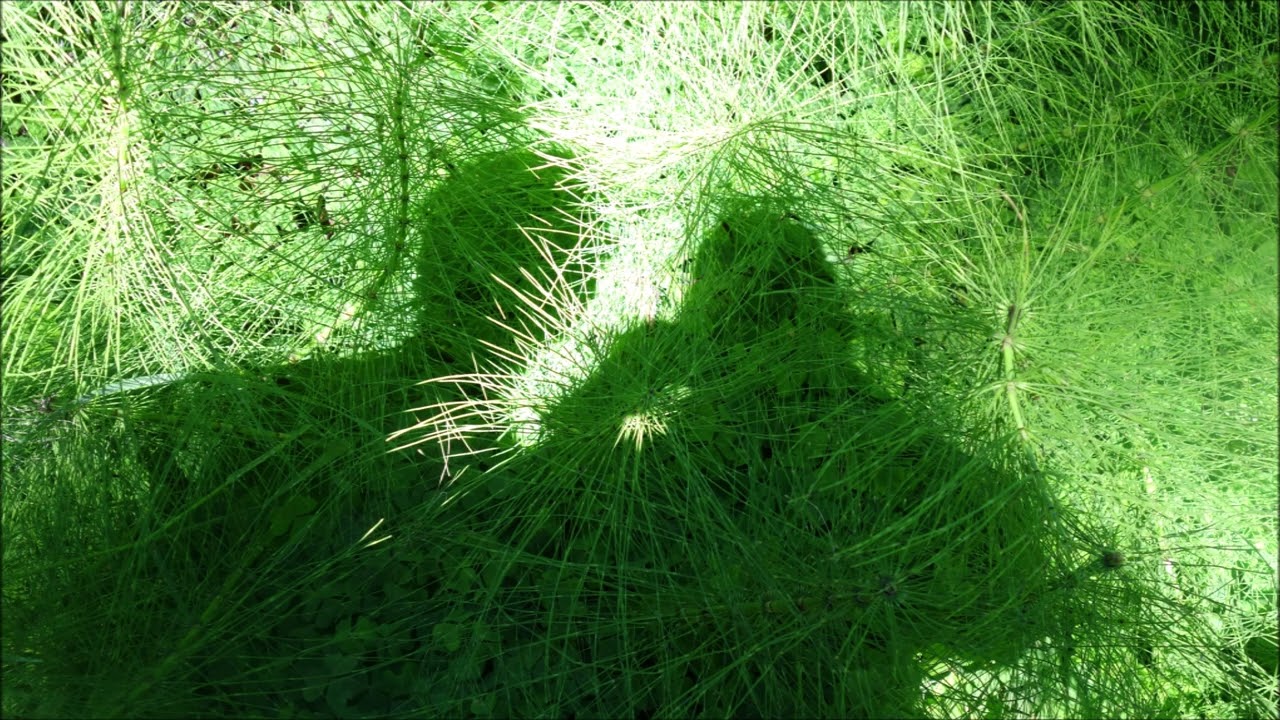 a Trip to Muir Woods, GG Park Japanese Gardens and Sausalito