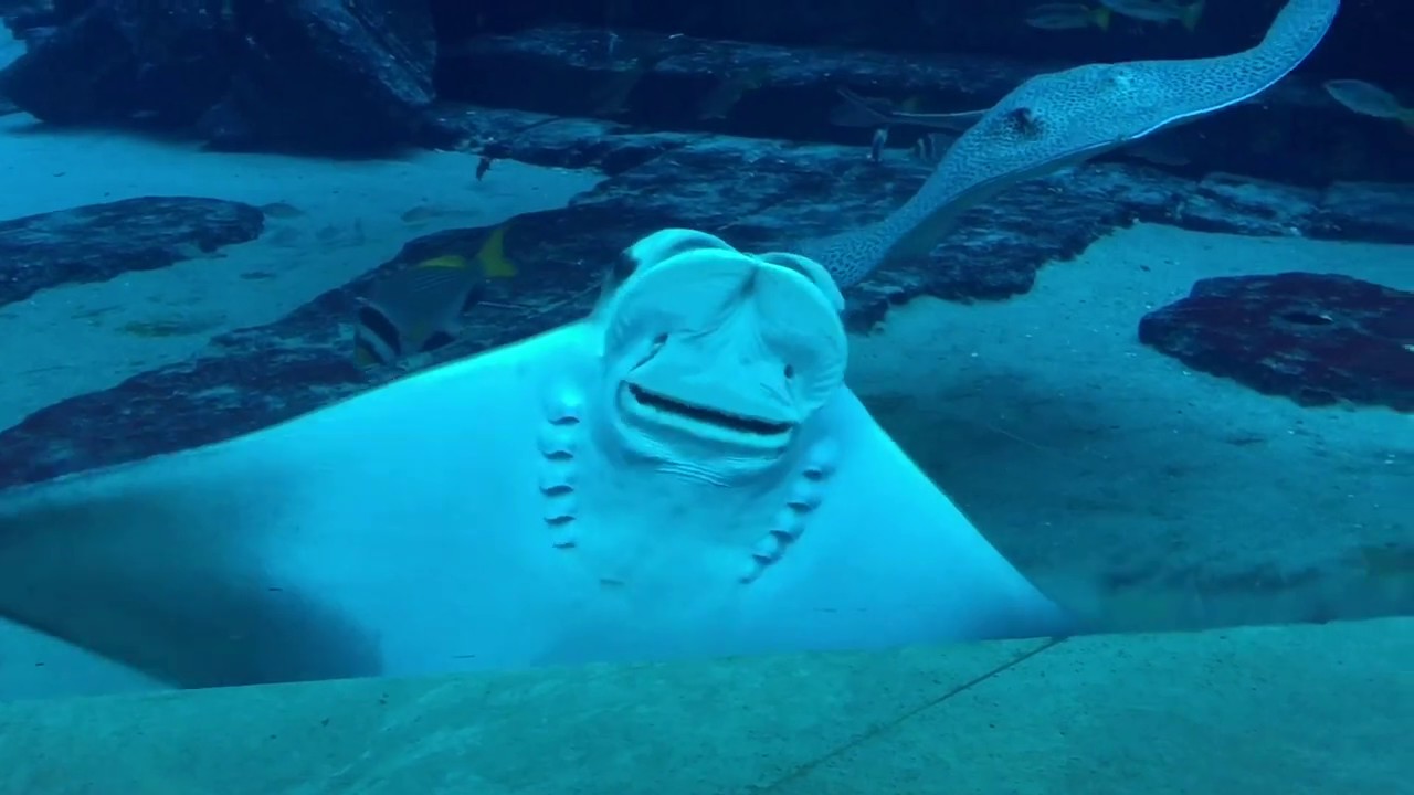 Atlantis The Palm,Lost Chambers Aquarium,Dubai.