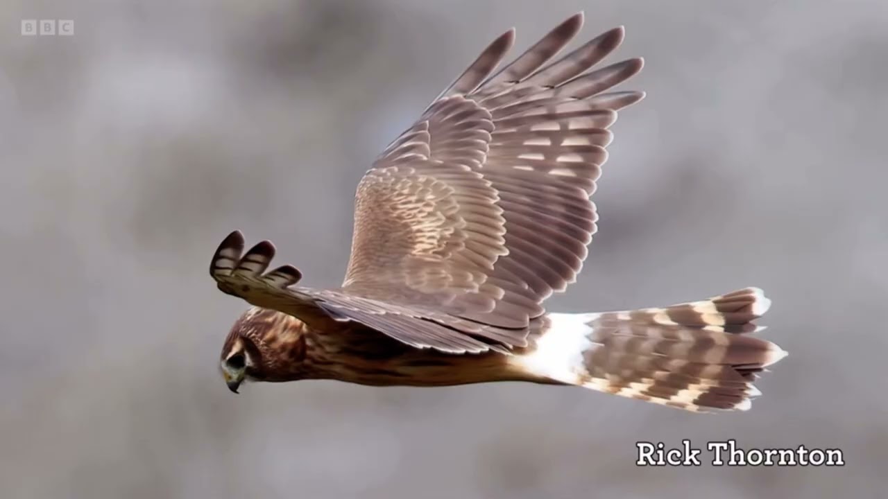 Знакомство Иоло Уильямса со своей любимой птицей — лесным лунём | Winterwatch 2024