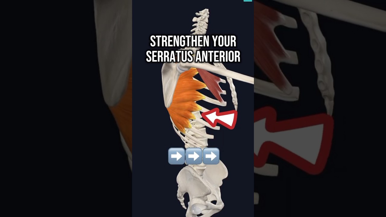 STRENGTHEN YOUR SERRATUS ANTERIOR | Dr. Jenny #serratusanterior #shoulderstrength