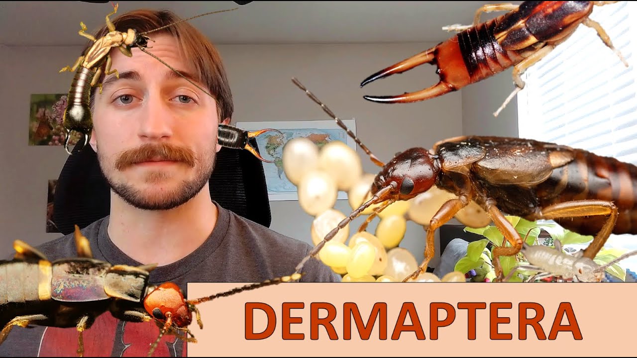 Dermaptera: The Earwigs - Order Spotlight