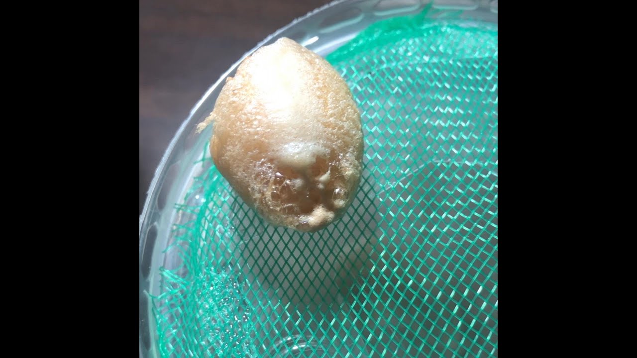 Reproducción de Mantis religiosa ¿Ques es una Ooteca?.- Parasphendale agrionina