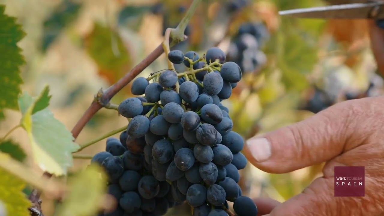 Priorat private wine tour