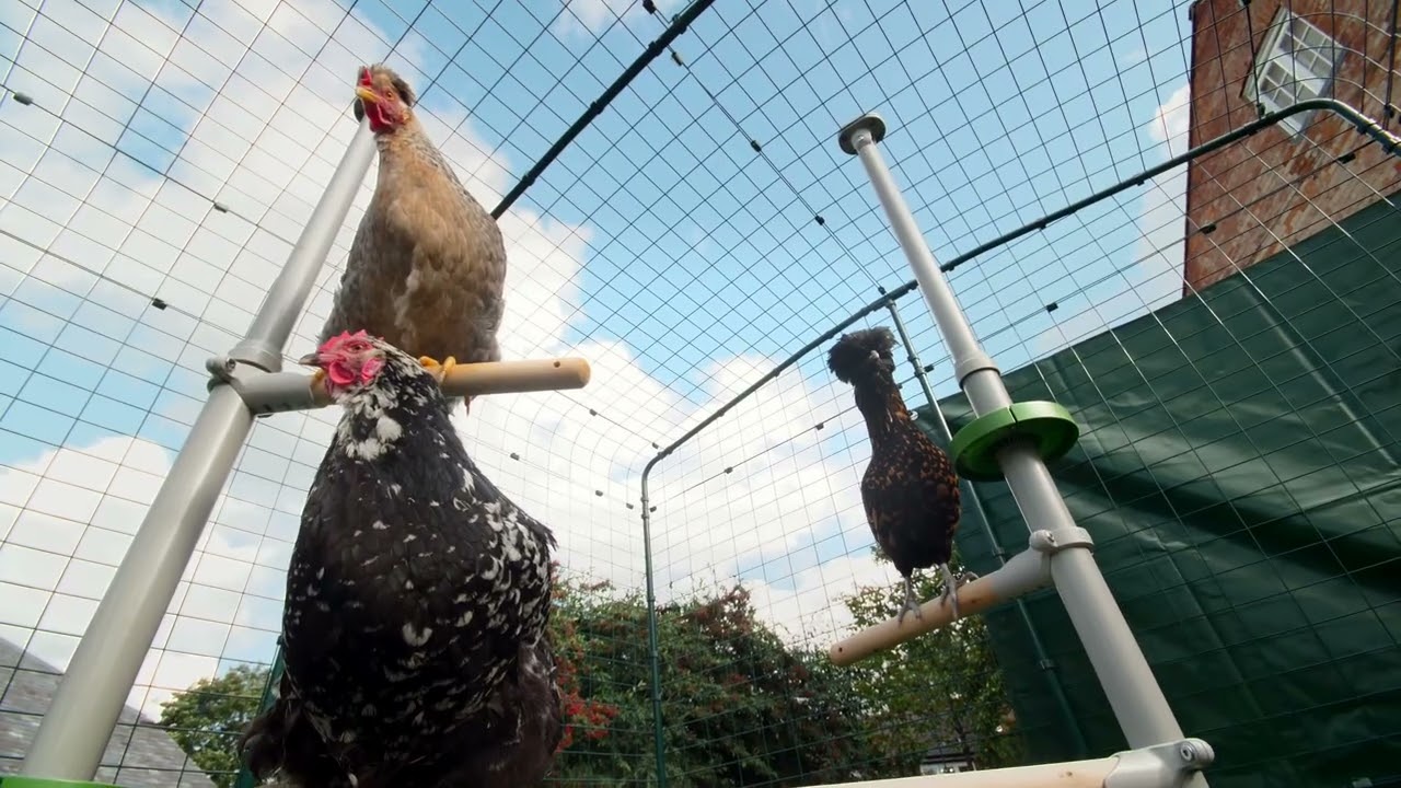 The Omlet PoleTree Chicken Perch