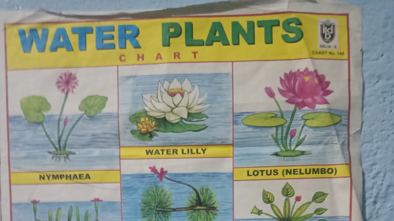 water plant's.. hey 👋 guys Welcome my live ever🤗👋👍