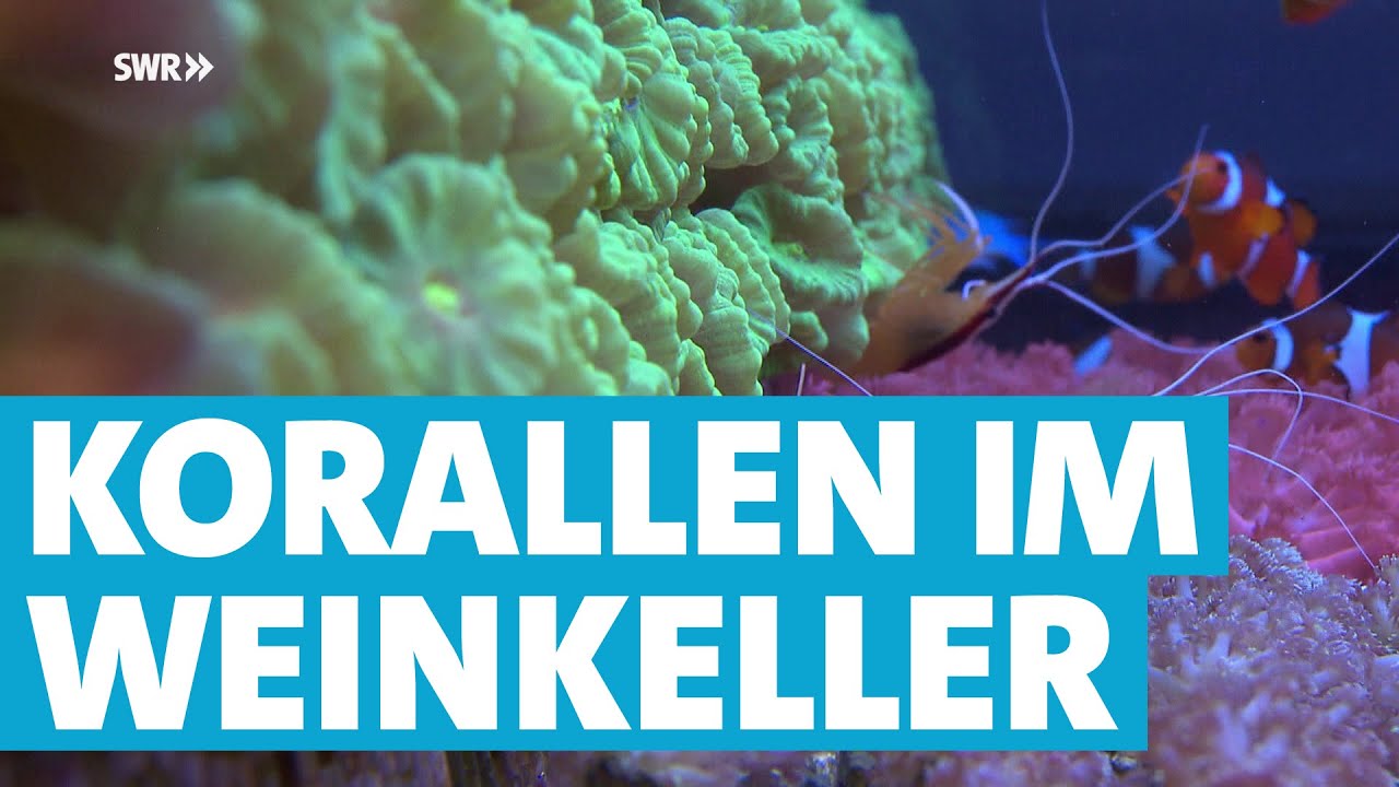 Wie Winzermeister Wendel in seinem Weinkeller Korallen züchtet