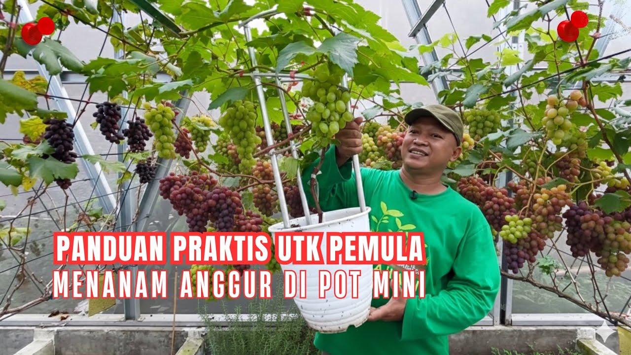 Lengkap! Teknik Menanam Anggur di Pot Mini Supaya Rajin Berbuah