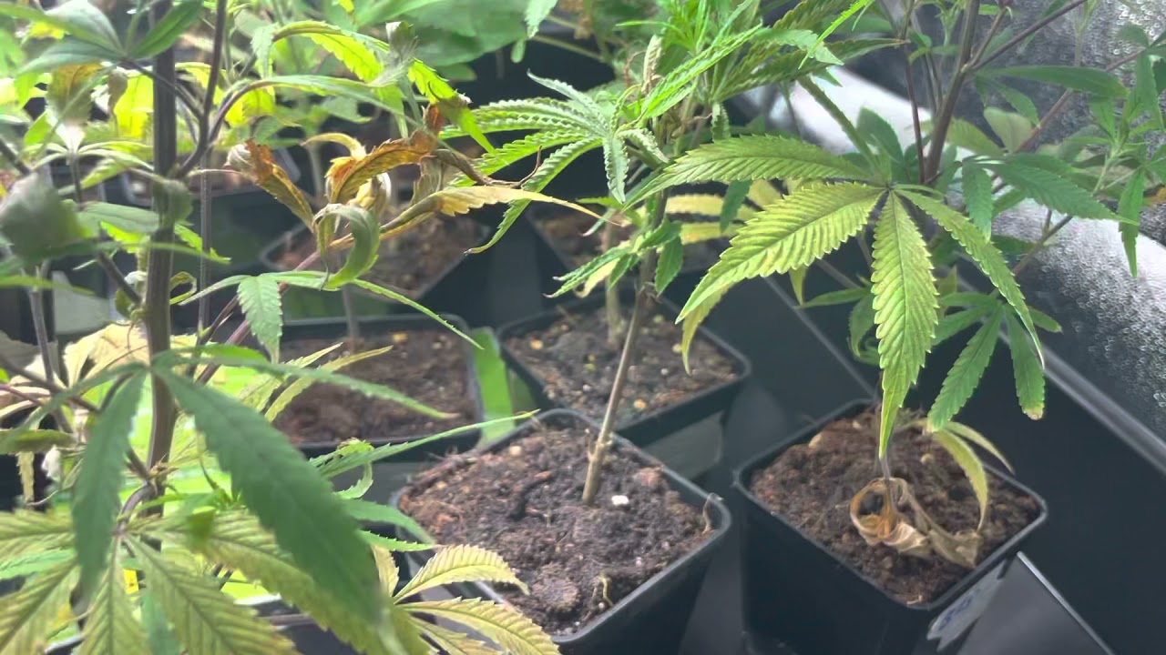 Mars Hydro Grow Journal Tsw2000 #marshydrosp6500