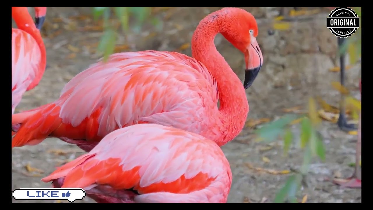 Flamingos  4K HD  (Flaminqolar)