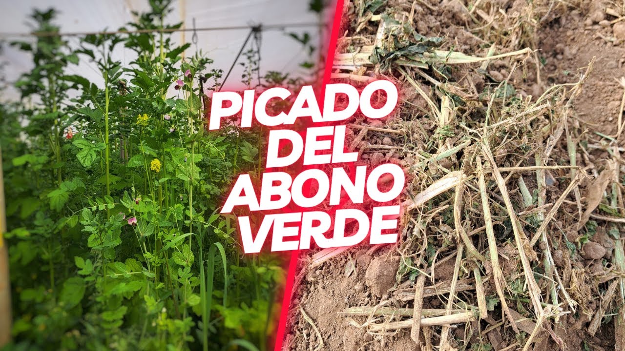 Picado y aporte del ABONO VERDE ( Mostaza-Cebada-Guisante)