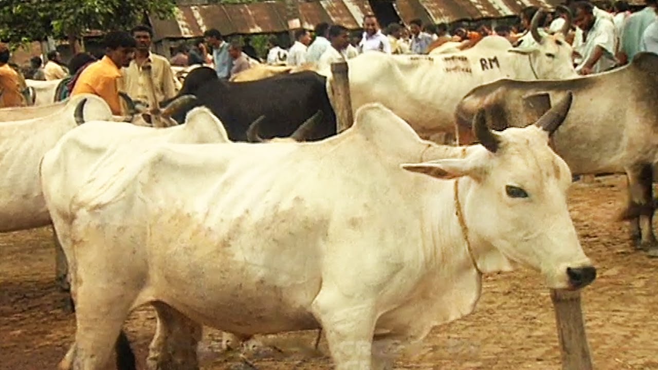 বাগআঁচড়া গরুর হাট (২০০৭) | CATTLE MARKET AT JESSORE IN BANGLADESH -2007