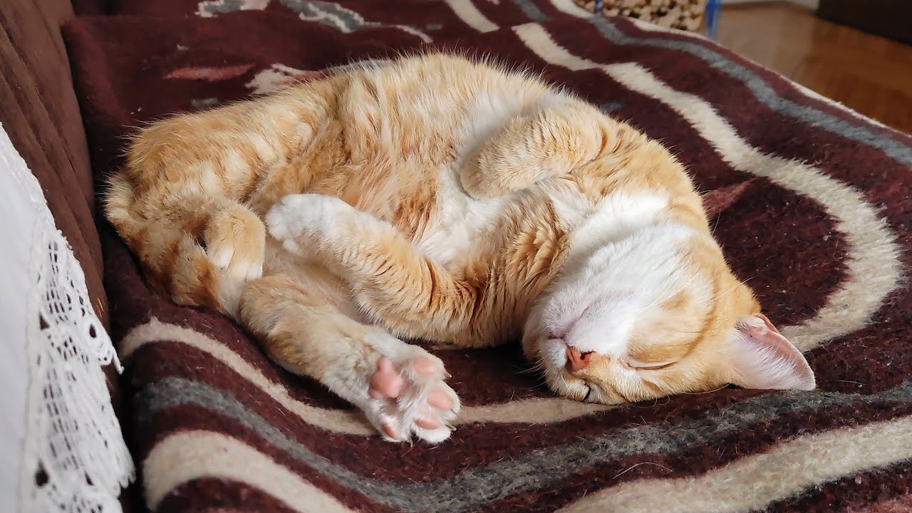 My Cat's Morning Routine