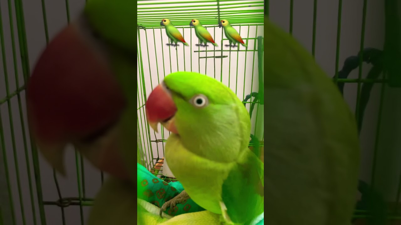 Cute Parrot 🦜🦜🦜🦜 #Shorts #Prabanjan