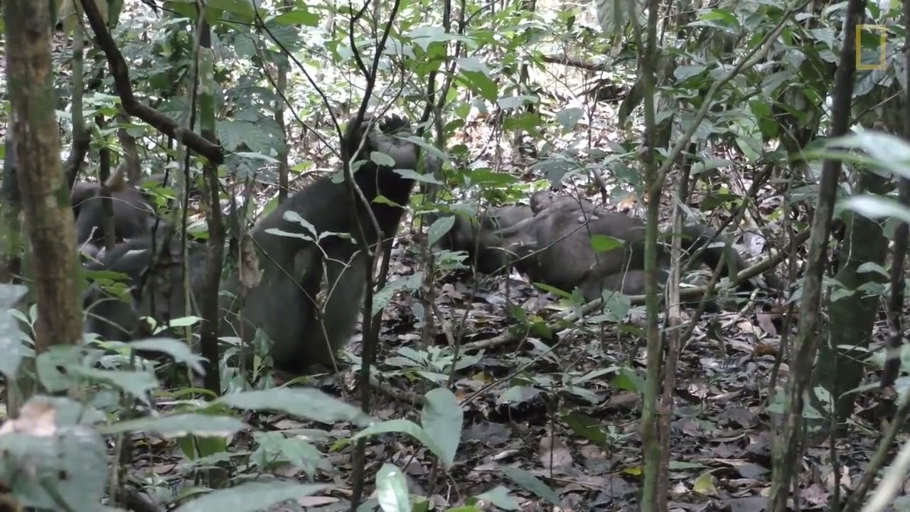 See Rare Video of Wild Gorilla Newborn Clinging to Its Mom   Nat Geo Wild!UTubeAnimalTv!