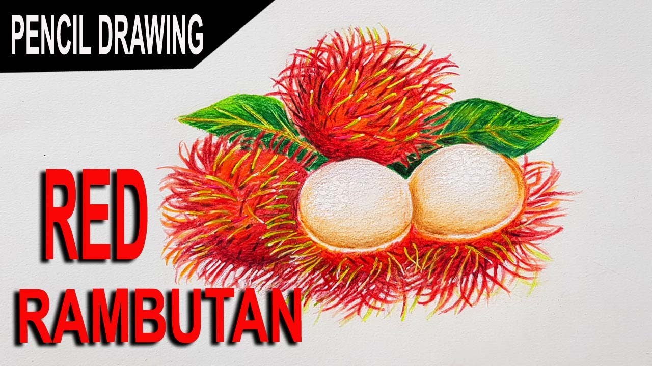 HOW TO DRAW FRESH RAMBUTAN - REALISTIC DRAWING PENCIL