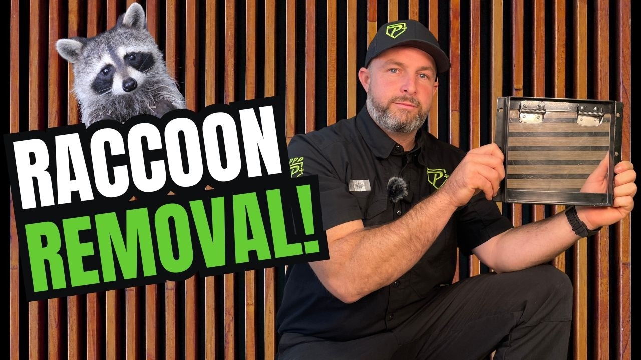 The Best Raccoon Removal Trick No One Talks About!