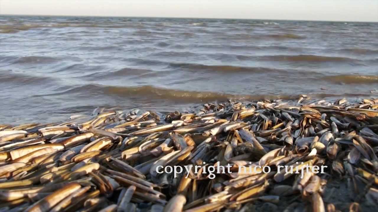 Nederland, eiland, Schiermonnikoog