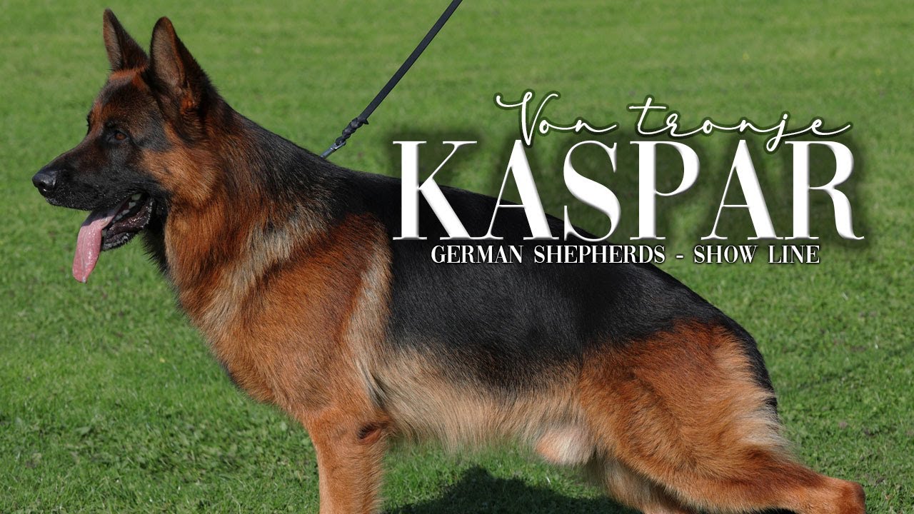 VA KASPAR VON TRONJE || GERMAN SHEPHERDS SHOW LINE