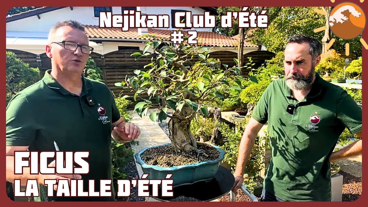 TAILLE du FICUS Retusa en ÉTÉ - Épisode 2 -Densification d'un tropical 🌼 NEJIKAN CLUB ESTIVAL 🌼