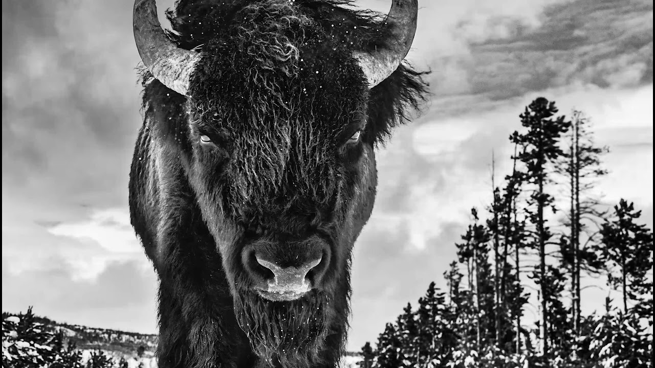 David Yarrow Wildlife - PART 1