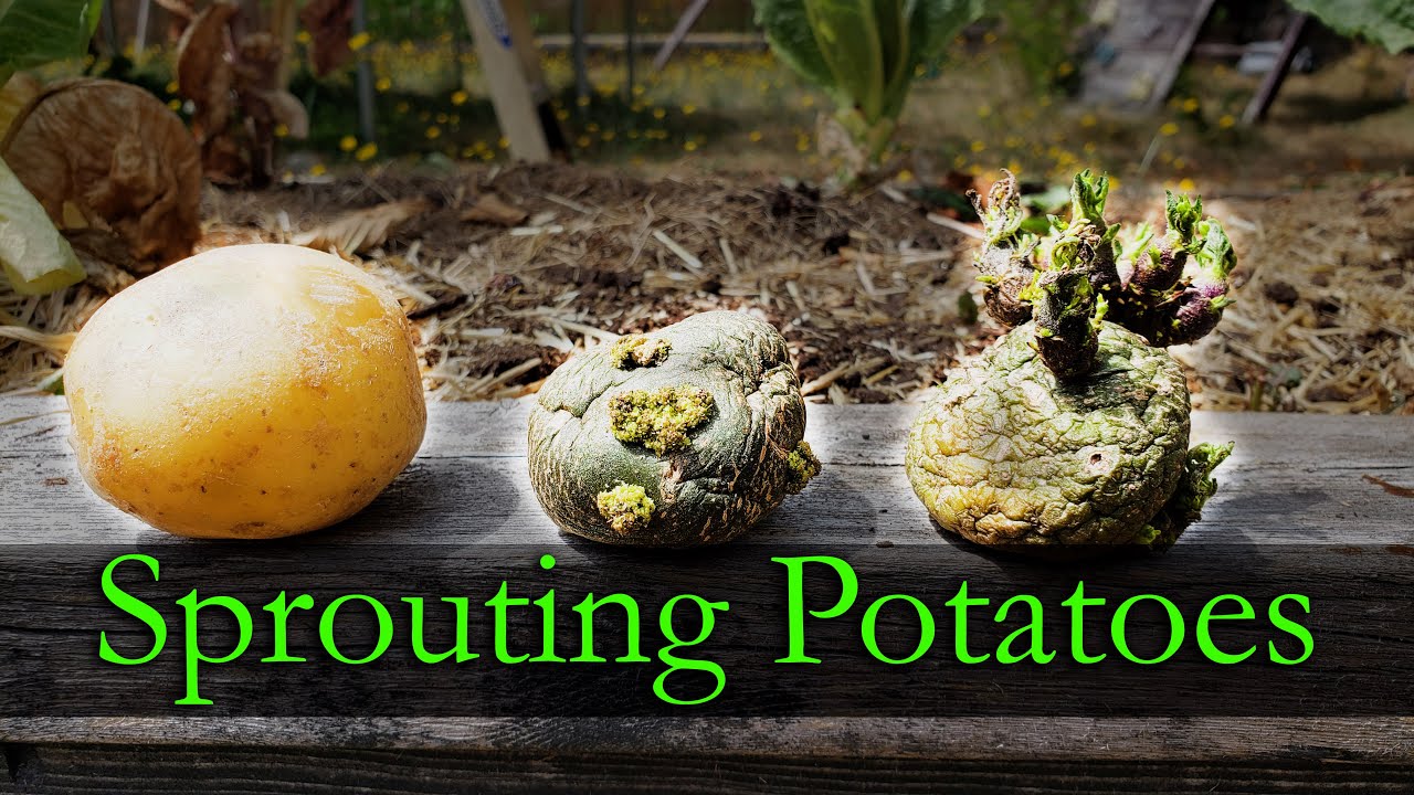 Sprouting Potatoes - Garden Quickie Episode 10