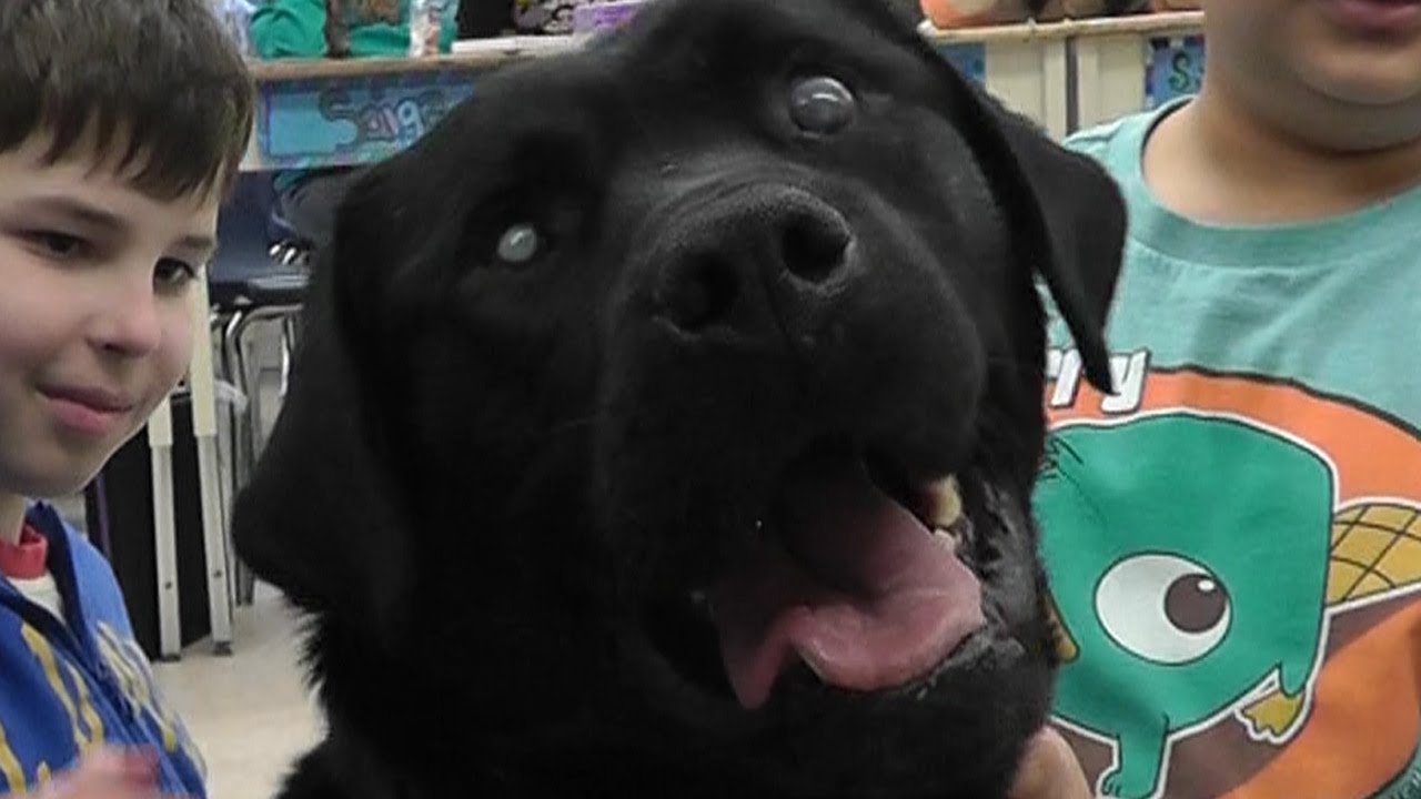 Nelson The Big Blind Rottweiler Dog Goes To School