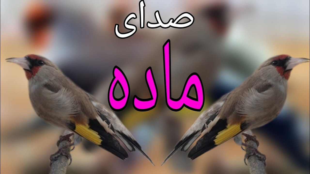 Roller female gold finch motivational sounds | پیت پیت مست سایره برای خواندن سایره های
