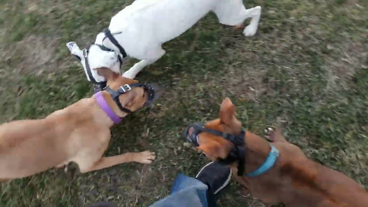 3 Dog High Energy Play - Full Yard Usage - Zoomies