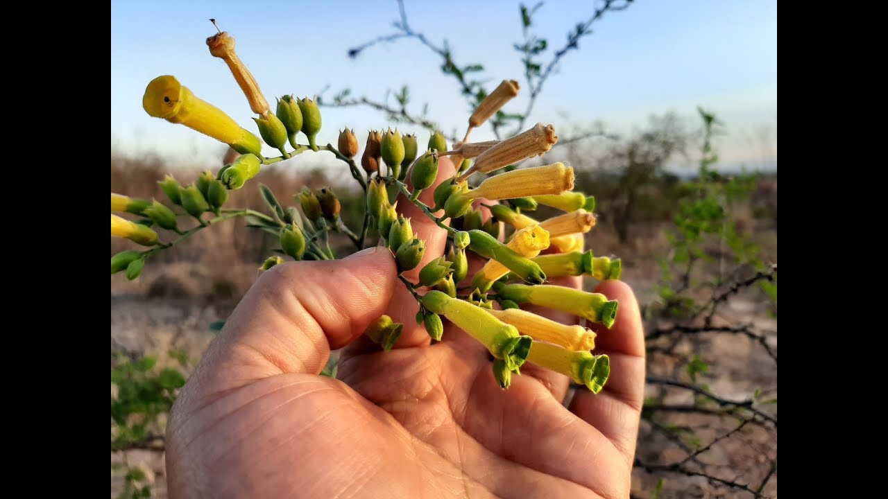 Nicotiana glauca / Palan Palan / flora argentina / Gandul / Tabaco bobo /