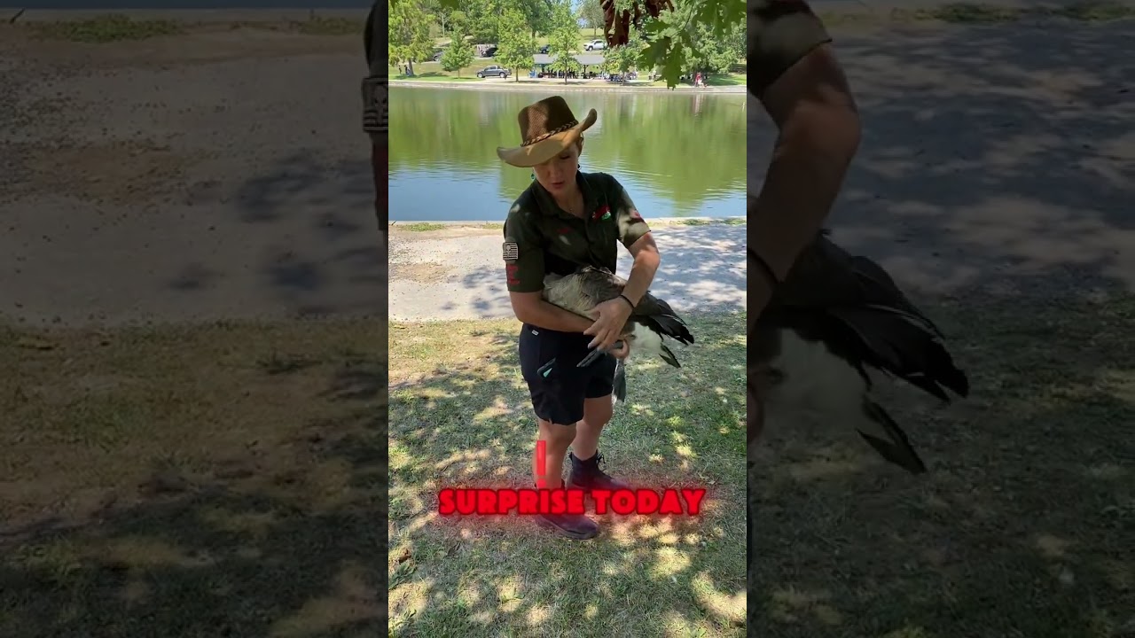 Goose Rescued from fish ……. #animals #goose