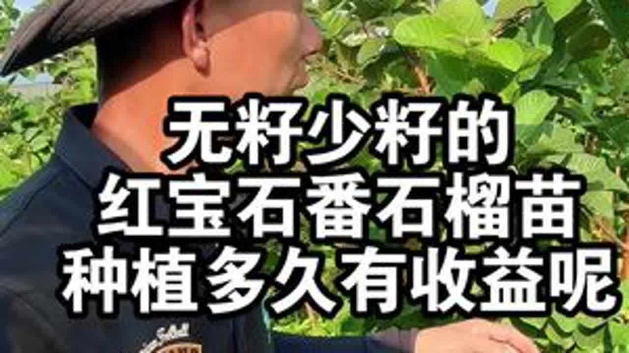 无籽少籽的红宝石番石榴苗，种植多久有收益呢？ #番石榴苗 #红宝石番石榴 #果苗供应