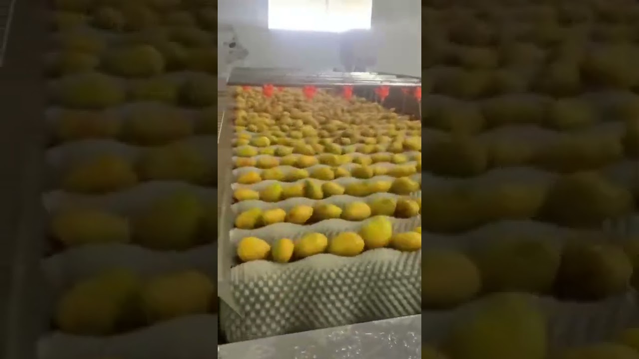 Mango fruits washer machine,fruit washing cleaning machinery