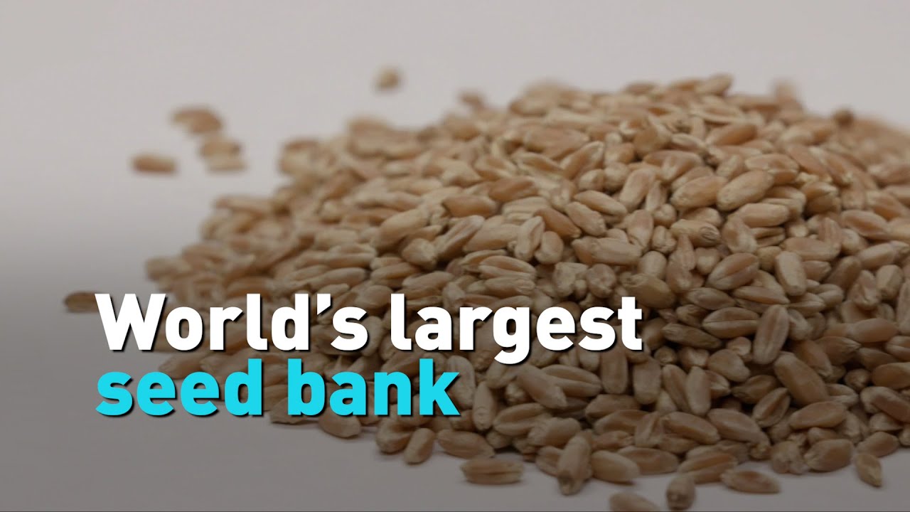 World&rsquo;s largest seed bank