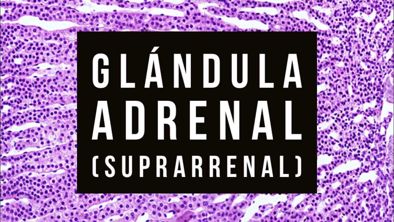 17 - 🪂 SUPRARRENAL (o adrenal) - Histología