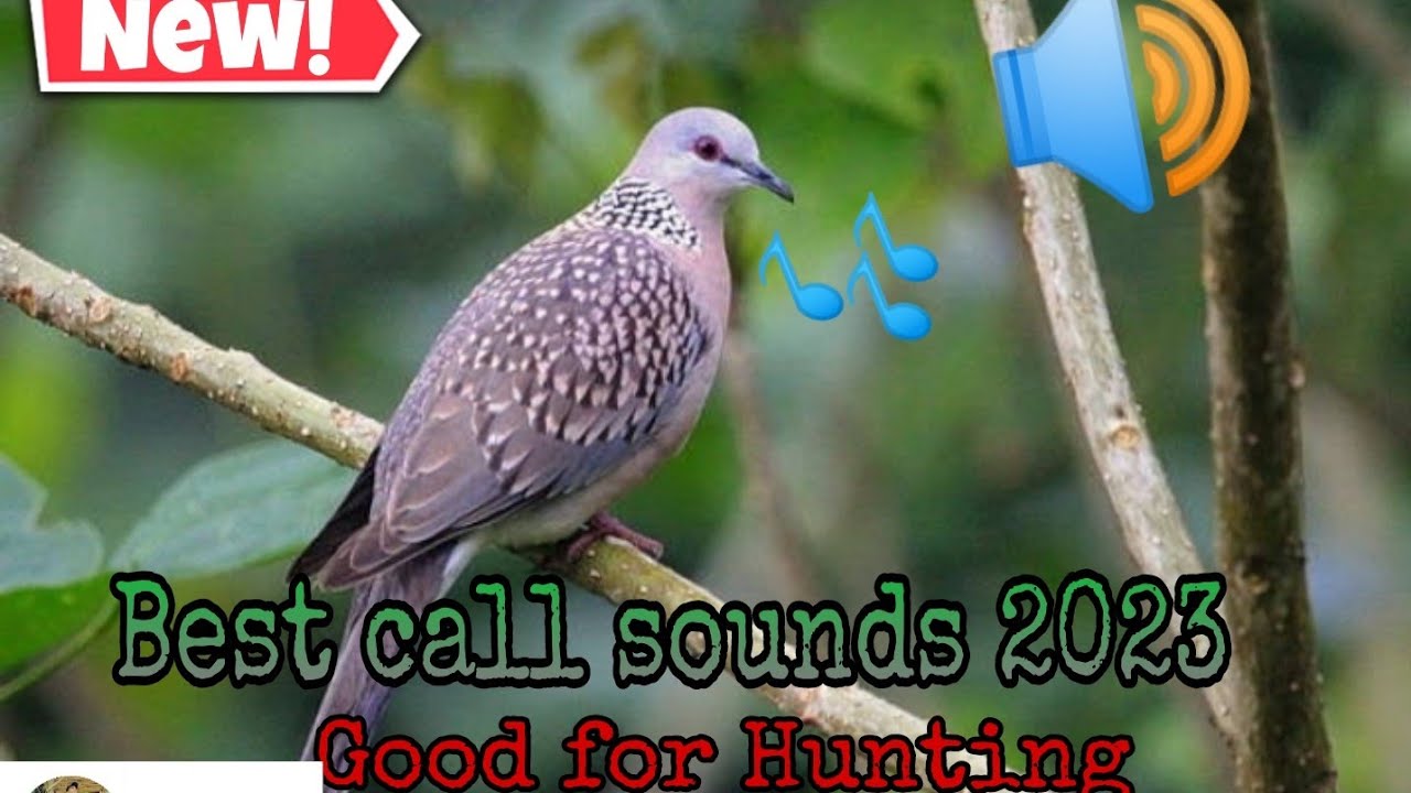 Huni Ng tukmo para pang Hunting | new 2023