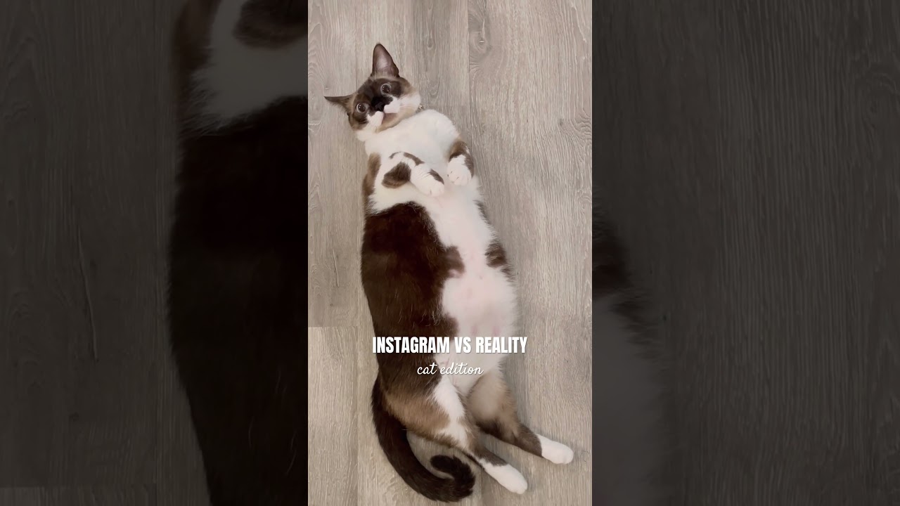 Instagram vs Reality Cat Edition #funnyshorts #funnycats