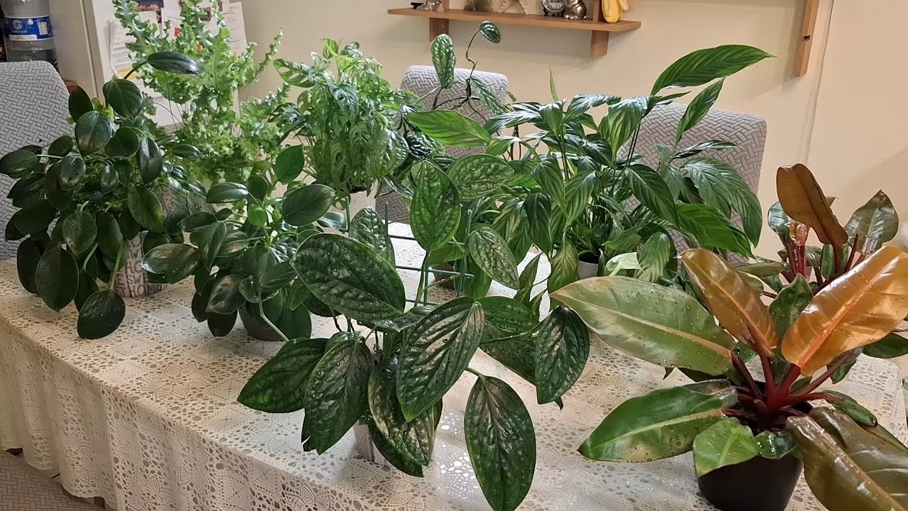 🌱☘️ КОМНАТНЫЕ РАСТЕНИЯ , которые я редко показываю.🌱🌿