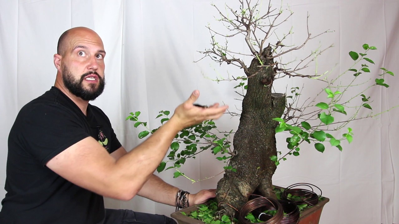 Defoliation and branch selection on Deciduous Bonsai