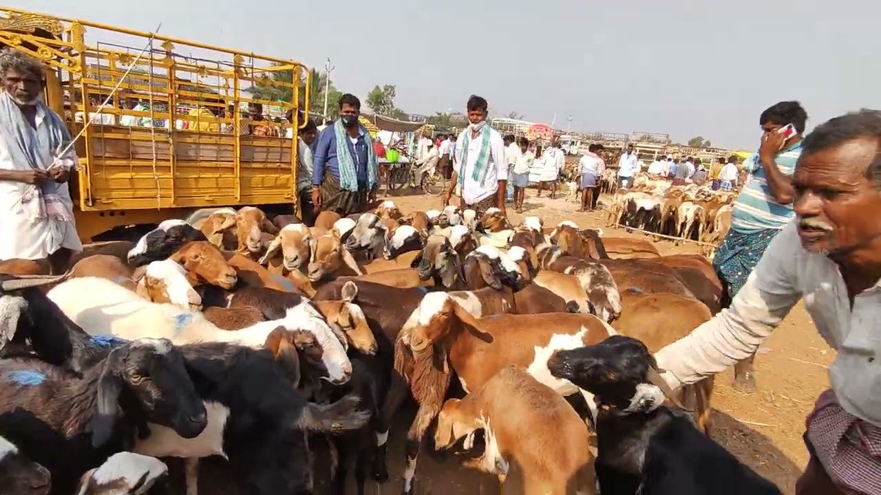 Gots and sheeps Market Pattikonda//పత్తికొండ సంతలో గొర్రెలు,మేకల ధరలు
