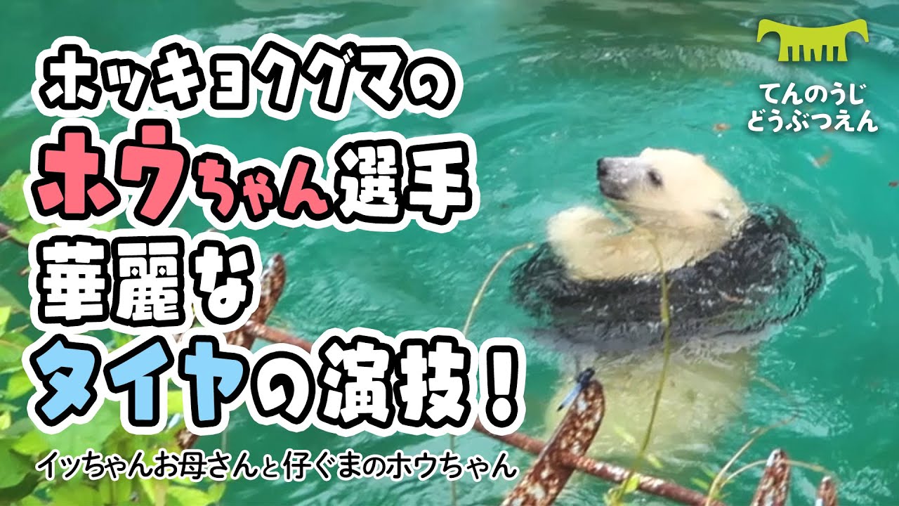 【天王寺動物園】華麗！ホウちゃん選手、見事なタイヤの演技💯 [Tennouji Zoo]  Baby Polar Bear, Houchan.