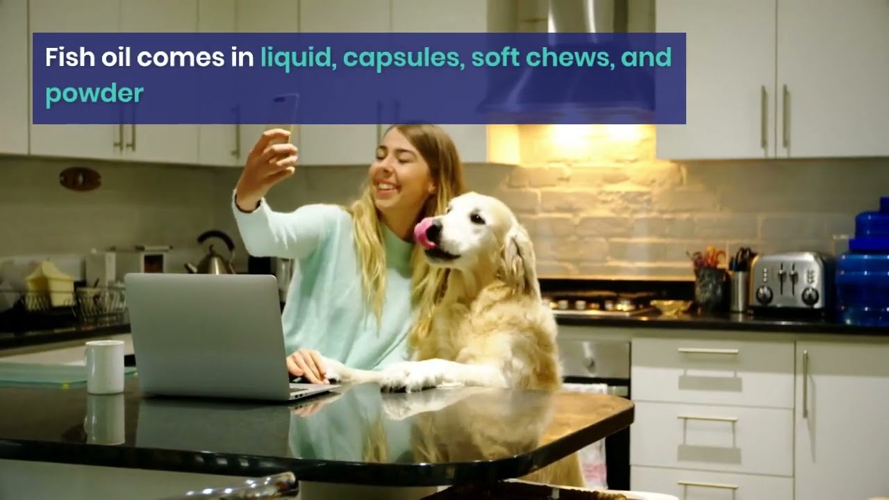Can I Give Fish Oil Pills to My Dog? #DogHealth #PetCare #FishOilBenefits #DogWellness