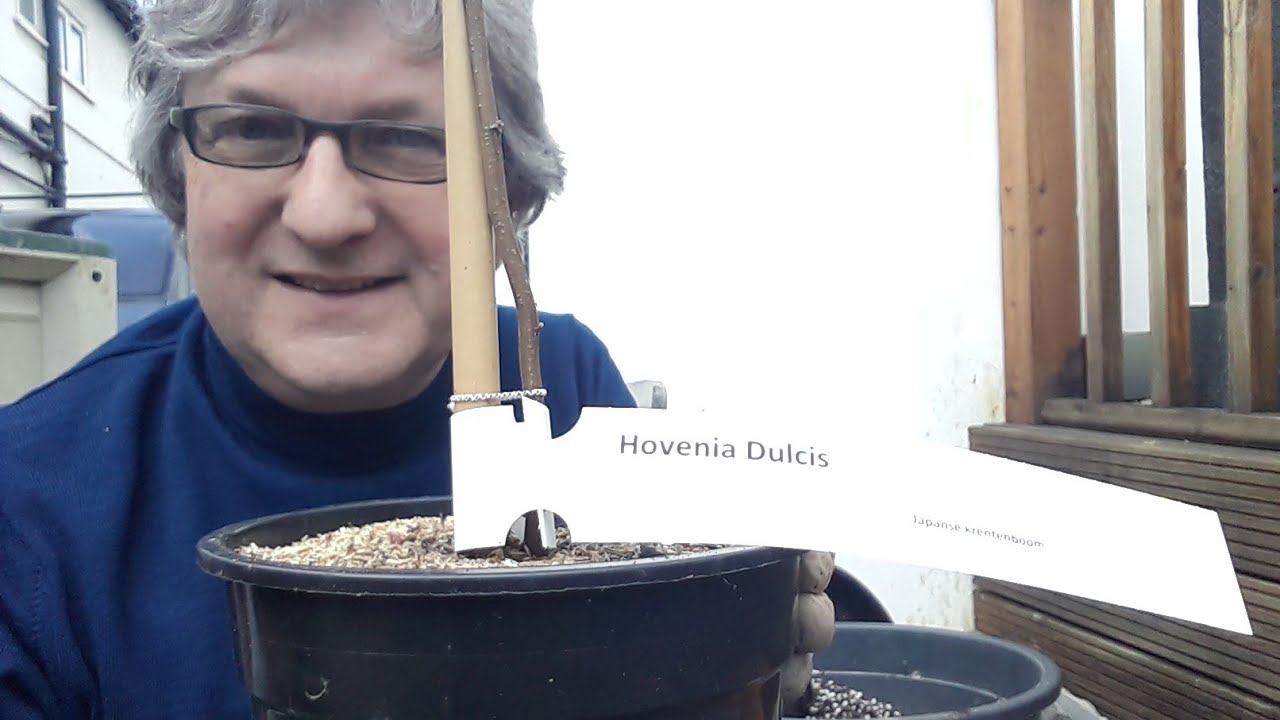 Japanese Raisin tree, Hovenia Dulcis, a quick re-pot