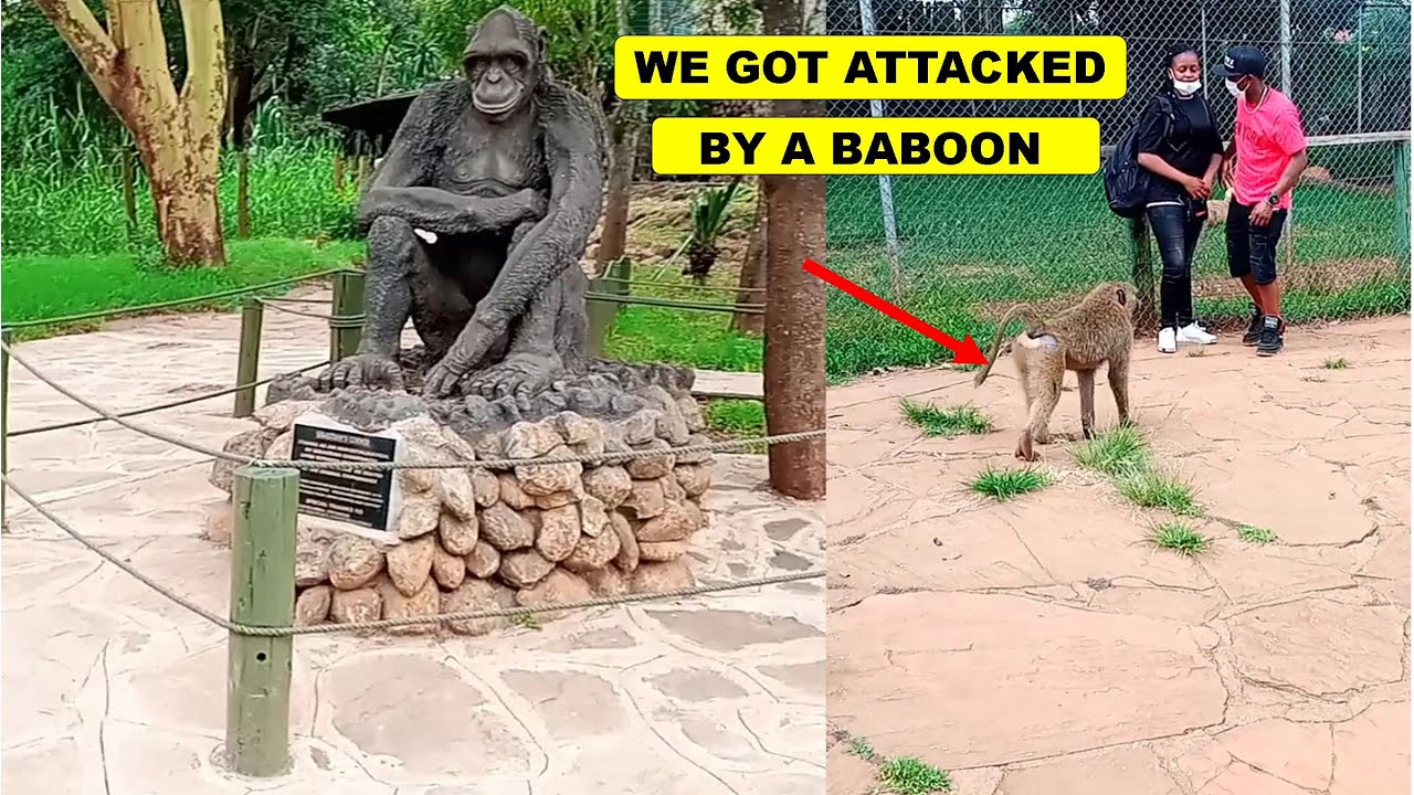 We got attacked by a baboon at the Nairobi Animal Orphanage/ National Park. Dennis The National