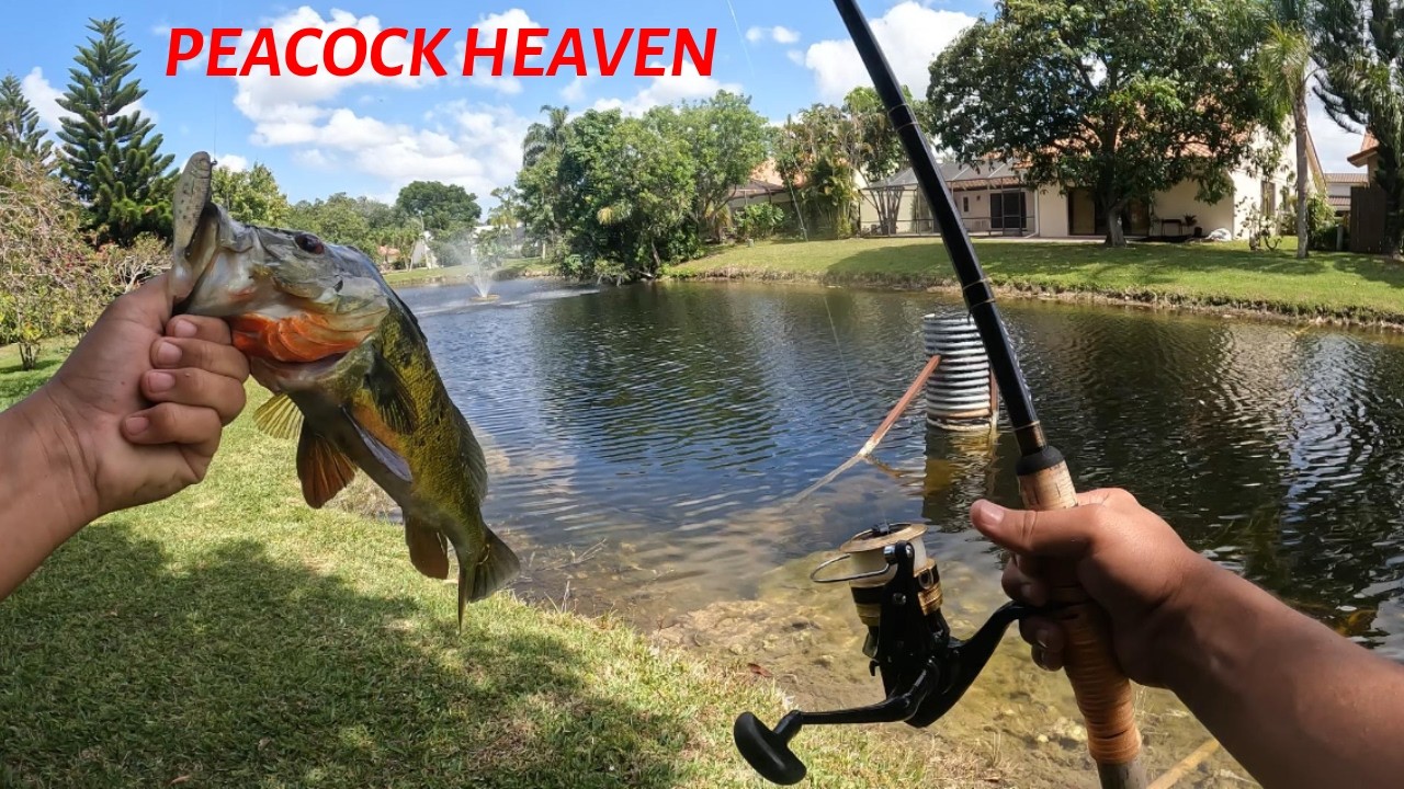 SO MANY PEACOCKS IN FLORIDA UBRAN PONDS