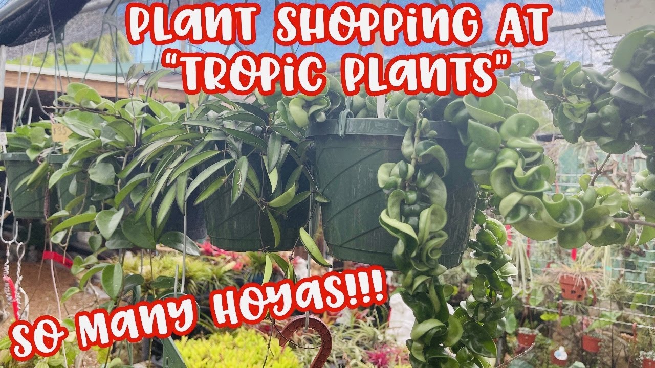 Plant Shopping at Tropic Plants in Tamarac, Florida || SO MANY HOYAS!!! + MUCH MORE