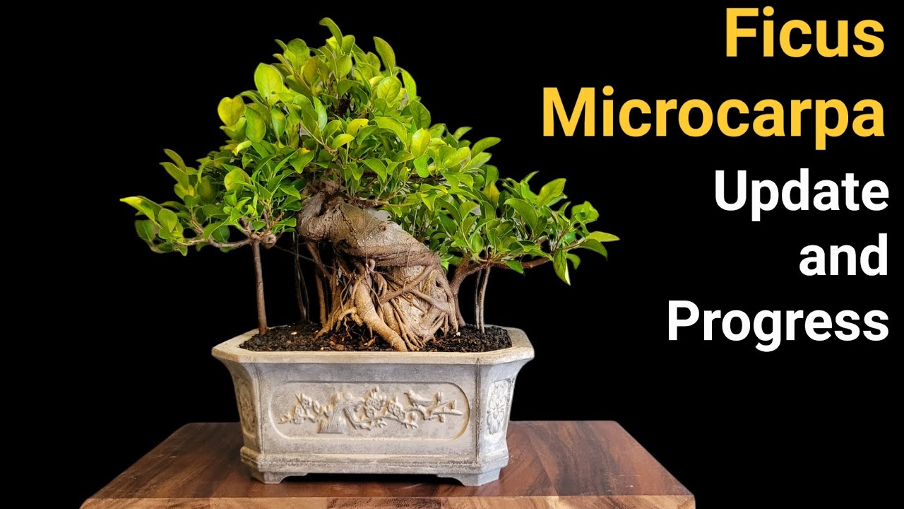 Update on Ficus microcarpa Bonsai since the chop and progression photos