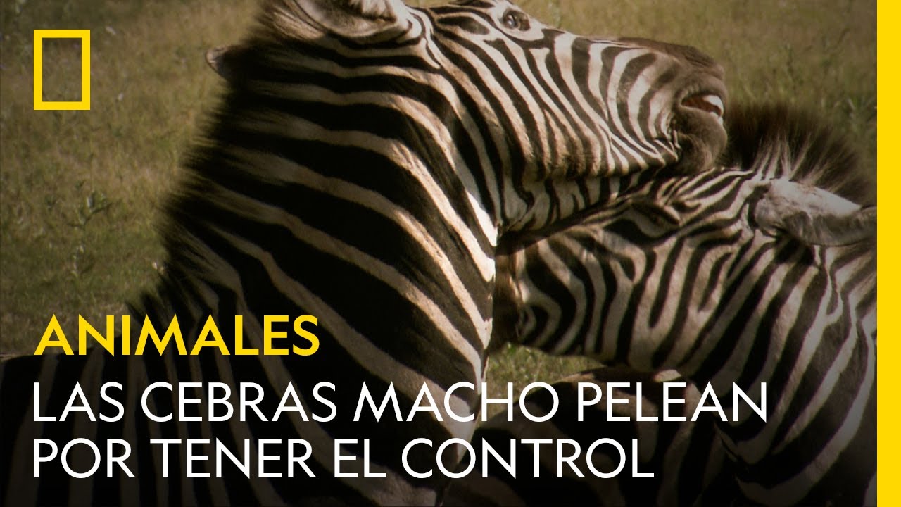 Las cebras no dudan en ponerse agresivas y luchar para salirse con la suya | NATIONAL GEOGRAPHIC